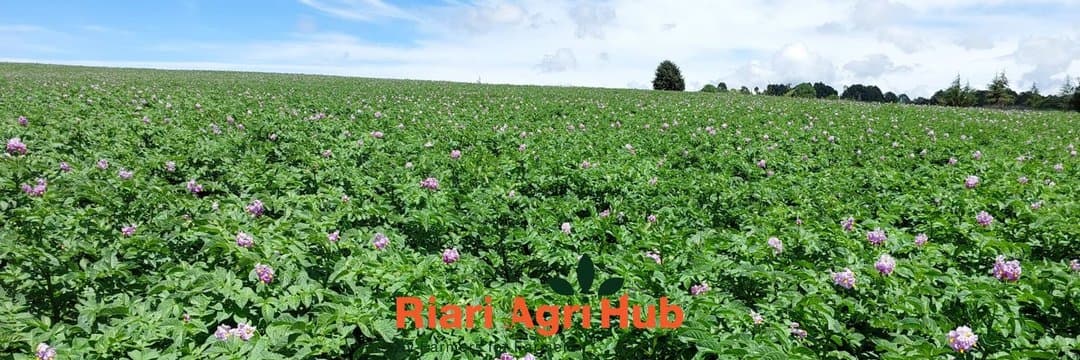 Riari Agri Hub